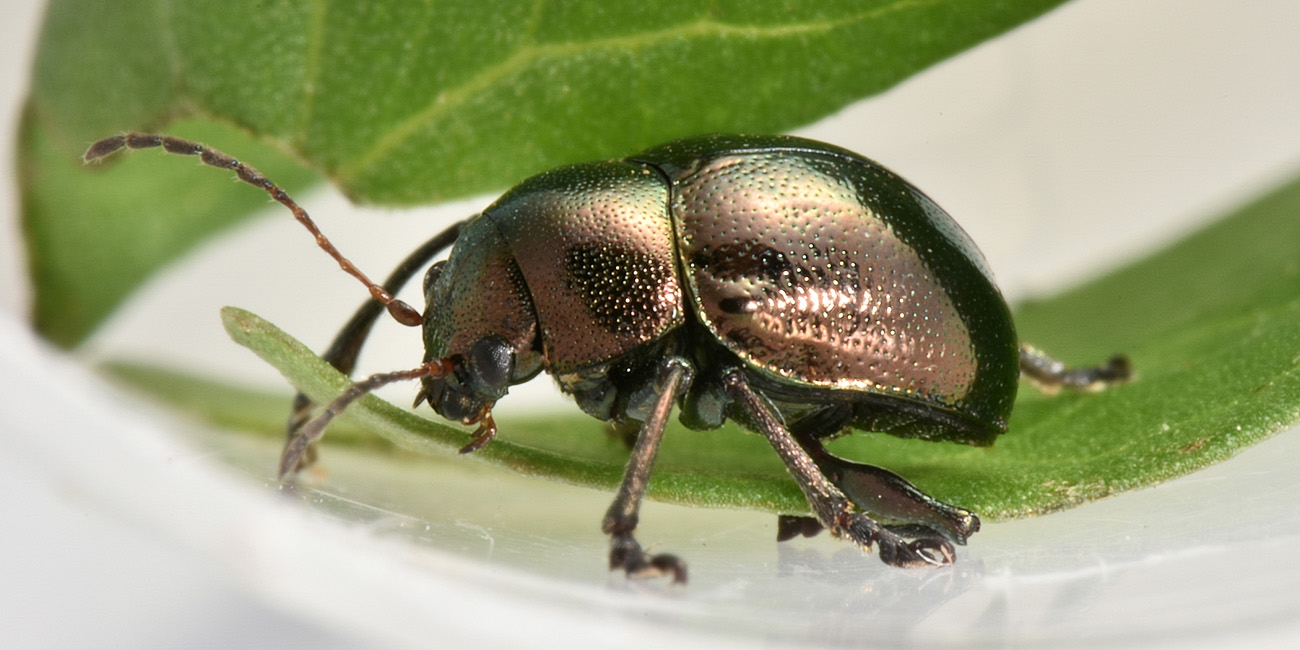 Chrysomelidae:  Colasposoma dauricum